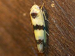 Leafhopper